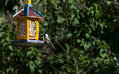 LE PRINTEMPS, L’ÉTÉ ET LES VOISINS !